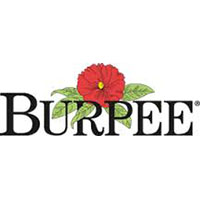 Burpee